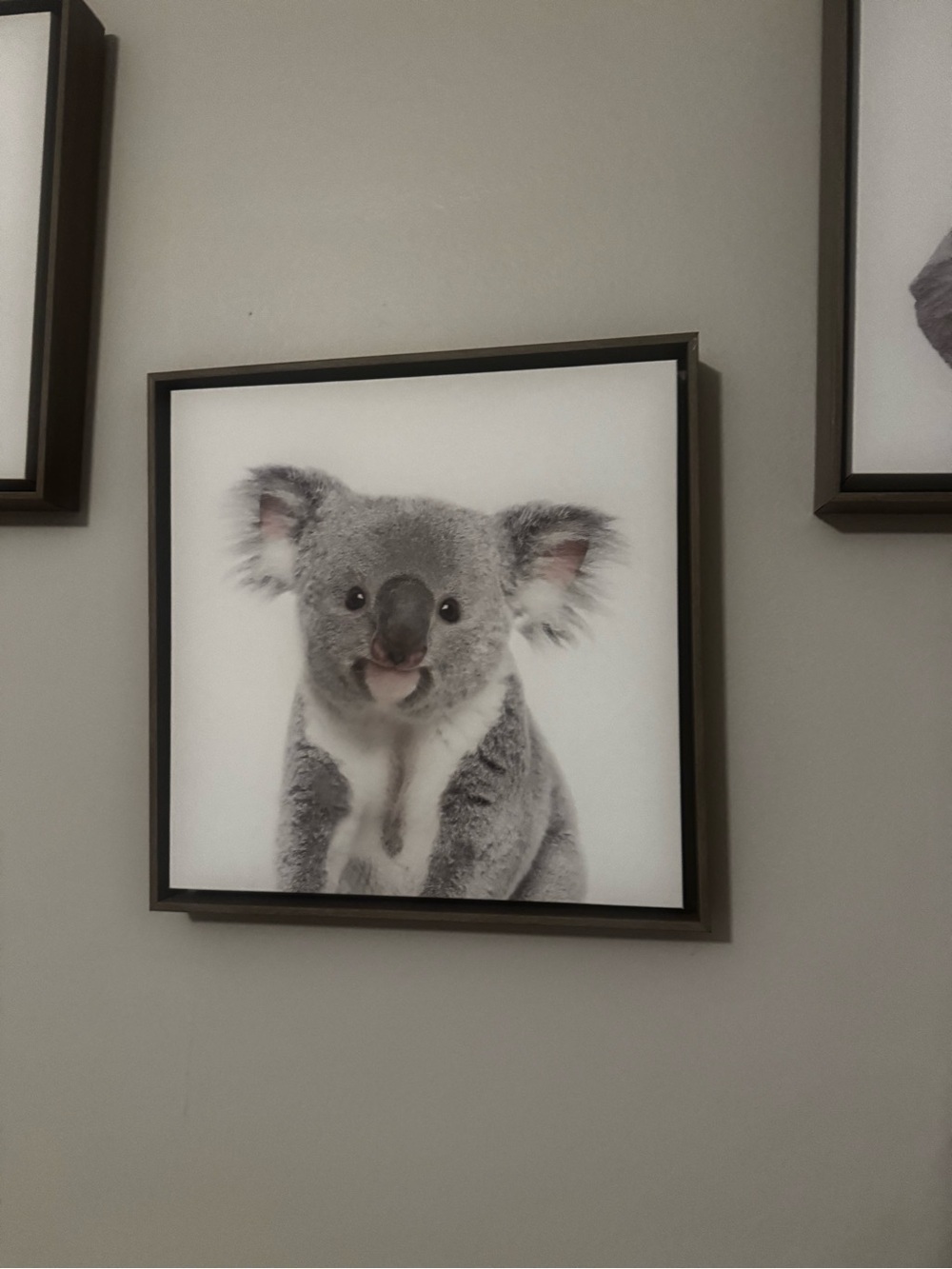 ‘Safari Animals’ by Amy Peterson - Floater Frame Graphic Art Prints (Set of 6) - Picture 11 of 11